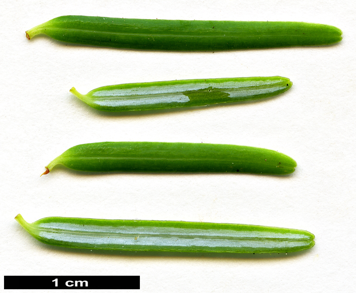 High resolution image: Family: Pinaceae - Genus: Tsuga - Taxon: chinensis - SpeciesSub: var. formosana 